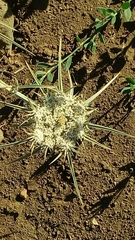 Exoacantha heterophylla