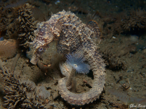 Short-snouted Seahorse, Zeeuwse meren, 158_13_400, NL, photo 7 of 10
