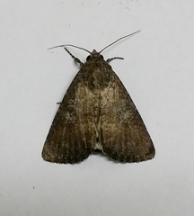 Pandesma