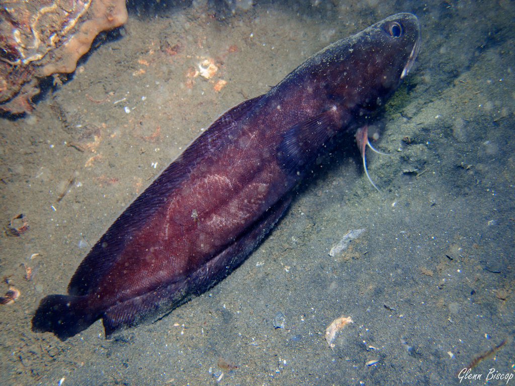 Lesser forkbeard (Raniceps raninus) — Gadidae