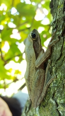 Polypedates leucomystax