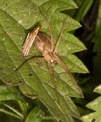 Pisaura mirabilis