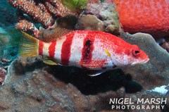 Hypoplectrodes nigroruber