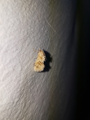 Cynaeda dentalis