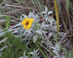 Helichrysum umbraculigerum