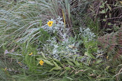 Helichrysum umbraculigerum