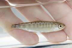 Chinook Salmon photo 6