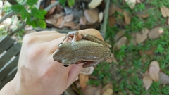 Polypedates leucomystax