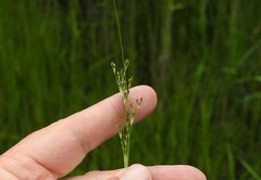 Juncus brachycephalus