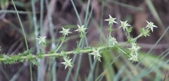 Alepidea setifera