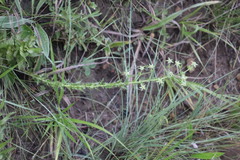 Alepidea setifera
