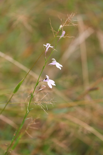 Canby's Lobelia (Lobelia canbyi)