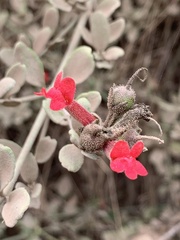 Gambelia speciosa