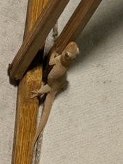 Hemidactylus frenatus