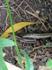 Sphenomorphus maculatus