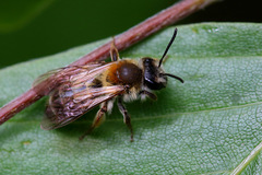 Andrena helvola