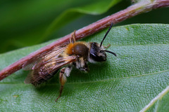 Andrena helvola