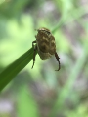 Hoplia trifasciata
