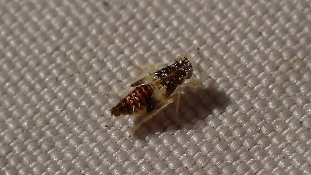 Eupteryx florida