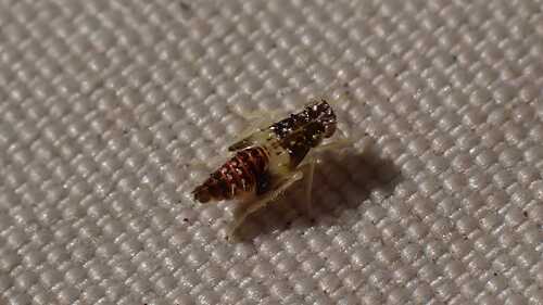 Eupteryx florida