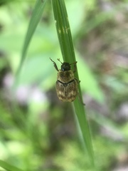 Hoplia trifasciata