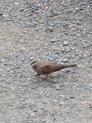 Streptopelia chinensis