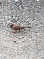 Streptopelia chinensis