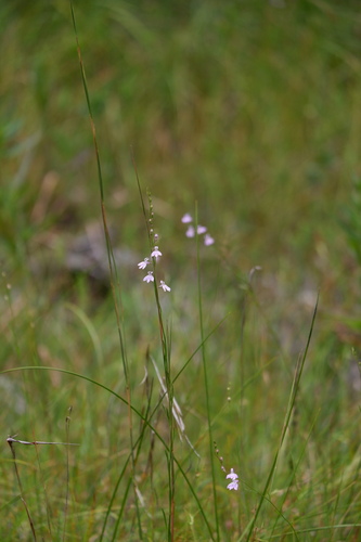 Image of Lobelia canbyi by (c) Bonnie Semmling, some rights reserved (CC BY)