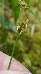 Carex chordorrhiza