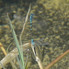 Coenagrion scitulum