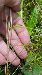 Carex chordorrhiza