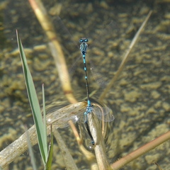 Coenagrion scitulum