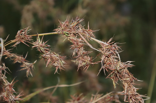 Image of Cymbopogon pospischilii by (c) Tony Rebelo, some rights reserved (CC BY-SA)