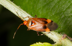 Deraeocoris olivaceus