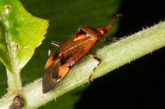 Deraeocoris olivaceus