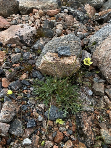 Image of Oreomecon radicata by (c) Ingvild Riska, some rights reserved (CC BY)