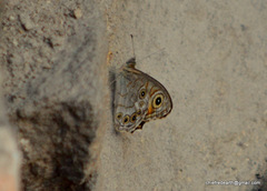 Lasiommata schakra