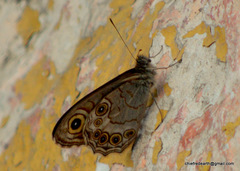 Lasiommata schakra