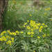 Gagea hiensis - Photo (c) Lee, seong-won, some rights reserved (CC BY-NC), uploaded by Lee, seong-won