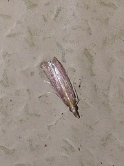 Peoria roseotinctella