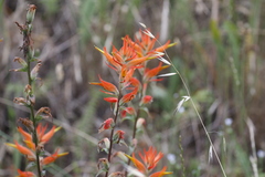 Castilleja subinclusa