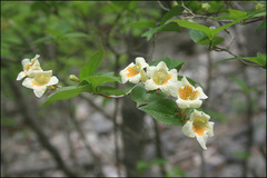 Diabelia spathulata