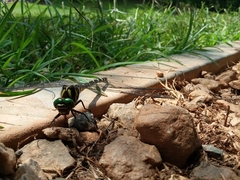 Cordulegaster erronea