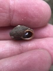 Vespericola armigera