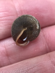 Vespericola armigera