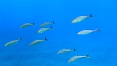 Greater Amberjack