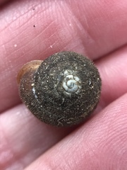 Vespericola armigera