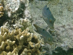Canthigaster solandri