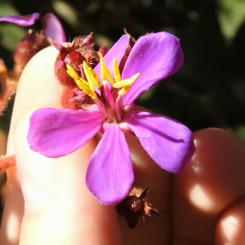 Chaetogastra mollis