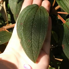 Chaetogastra mollis, photograph Esteban Poveda, CC BY, iNaturalist via GBIF